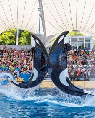 Skyla kohana replacement