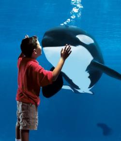 Boy and shamu2 web -250x291