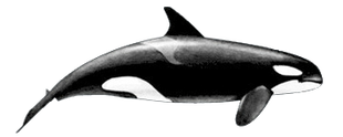 Killer-whale-female