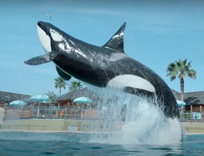 Category:Moana | Orca Pod Wiki | Fandom