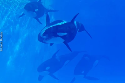 14Skyla, Kohana, Morgan (Top Right), Tekoa, Keto