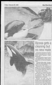 Bjossa 489280.jpg