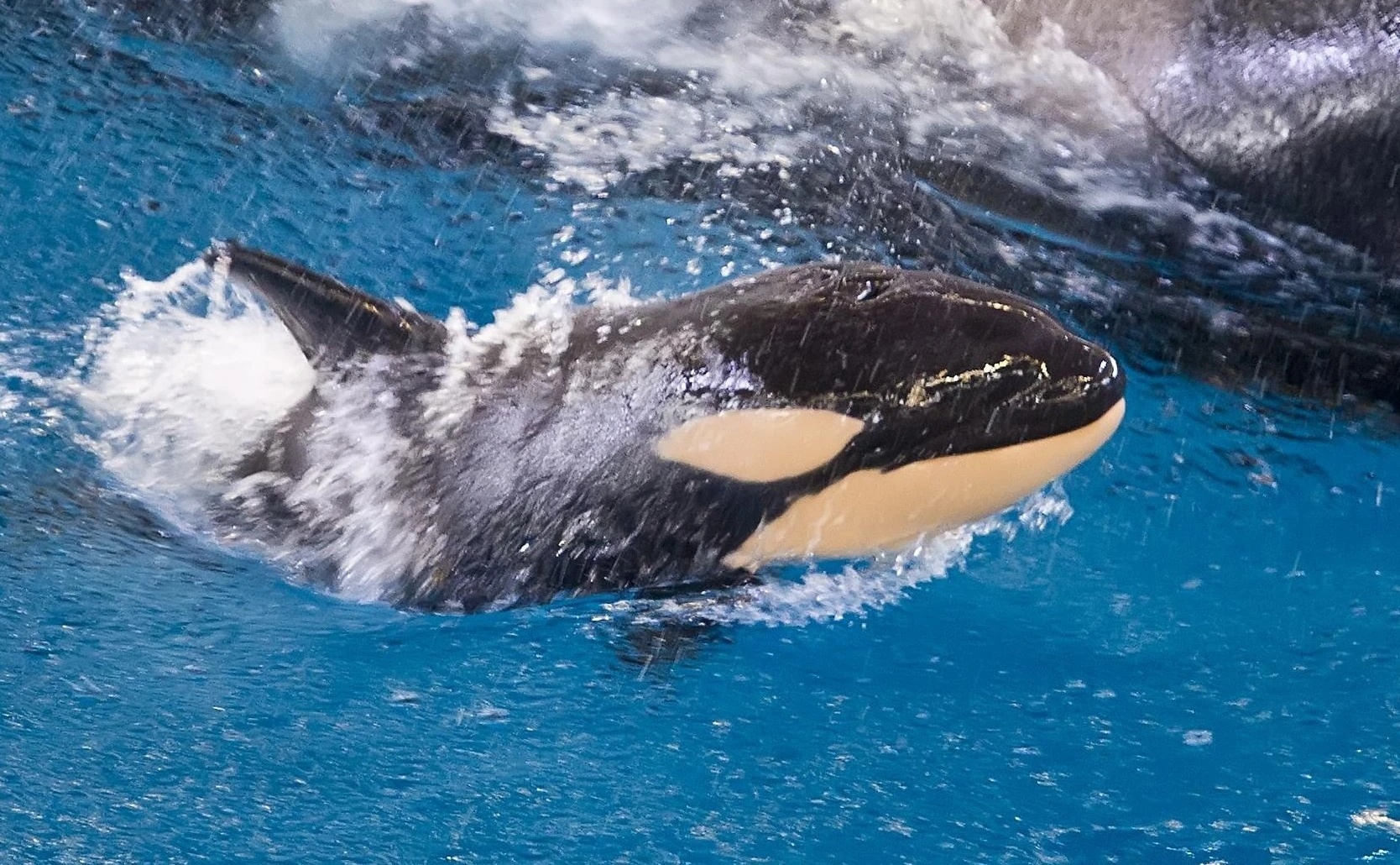 Category Kyara Orca Pod Wiki Fandom