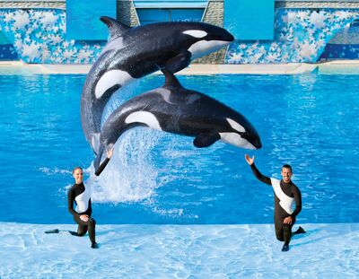 SeaWorld Shamu and Trainers