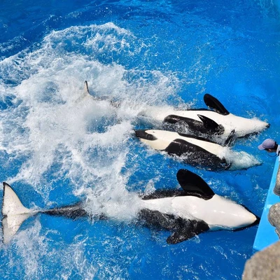 Stella, Lynn and Ran 2