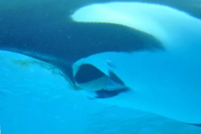 Stella giving birth to Lynn.