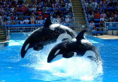 SeaWorld-San-Antonio