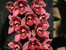 Cymbidium Parish Fire 'Royal Ruby' 