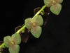 Stelis argentata 'Jenny'