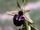 Ophrys turcomanica