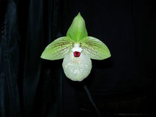 Paph malipoense