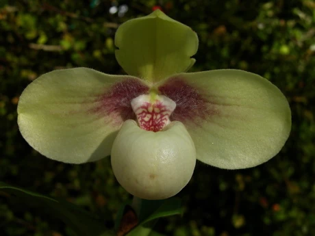 Paphiopedilum hangianum | Orchids Wiki | Fandom