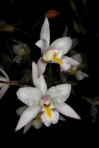 Laelia albida Orchids Wiki Fandom