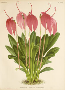 Masdevallia coccinea plate