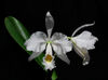 Cattleya trianae albescens