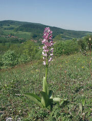 Orchis militaris habitat