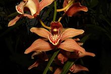 Cymbidium Memoria Leland Williams