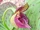 Cypripedium wumengense