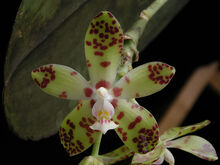 Phalaenopsis doweryensis