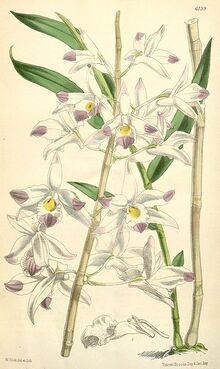 357px-Dendrobium amoenum - Curtis' 101 (Ser. 3 no. 31) pl