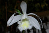 Pleione formosana alba