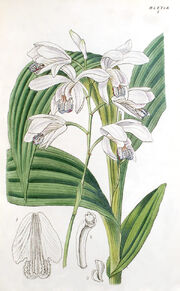 Bletilla striata plate