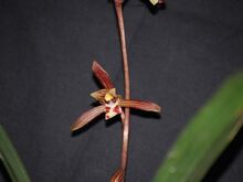 Cymbidium sinense