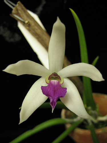 Leptotes bicolor | Orchids Wiki | Fandom