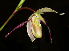 Phragmipedium longifolium 