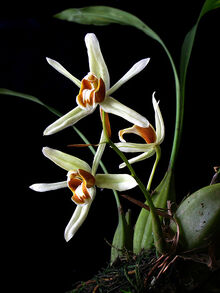 Coelogyne trinervis