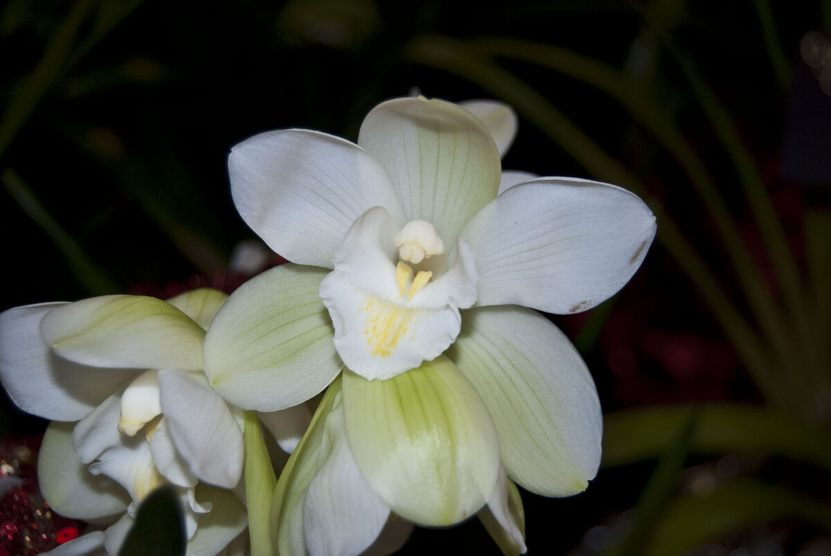 Cymbidium Eastern Promise, Orchids Wiki