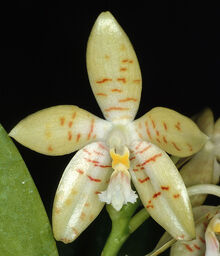 Phal. pallens