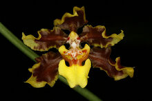 Oncidium planilabre