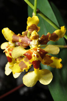 Oncidium wentworthianum