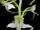 Platanthera chlorantha