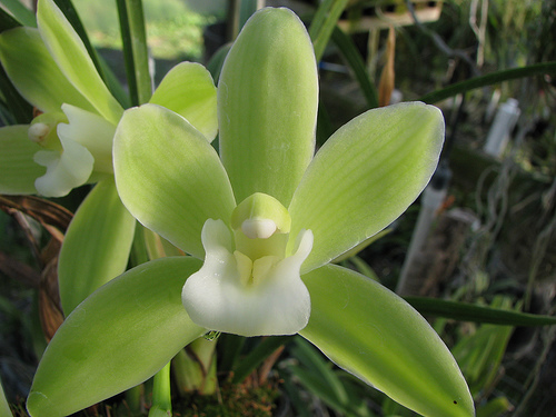 Cymbidium Eastern Promise, Orchids Wiki