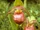 Cypripedium himalaicum