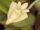 Dendrobium pachyphyllum