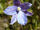 Thelymitra cyanea