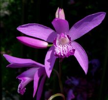 Bletilla striata2