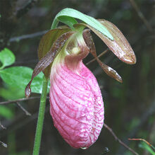 Cypripedium acaule