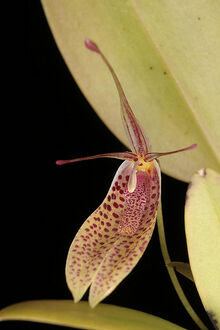 Restrepia elegans