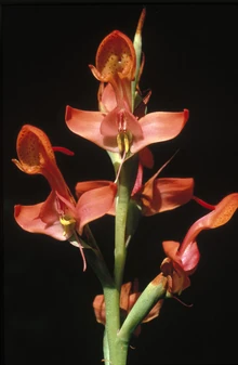 Disa erubescens