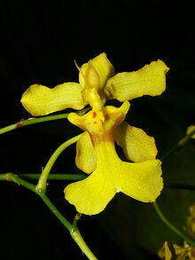 Oncidium ansiferum