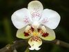 Phalaenopsis stuartiana punctatissima.jpg