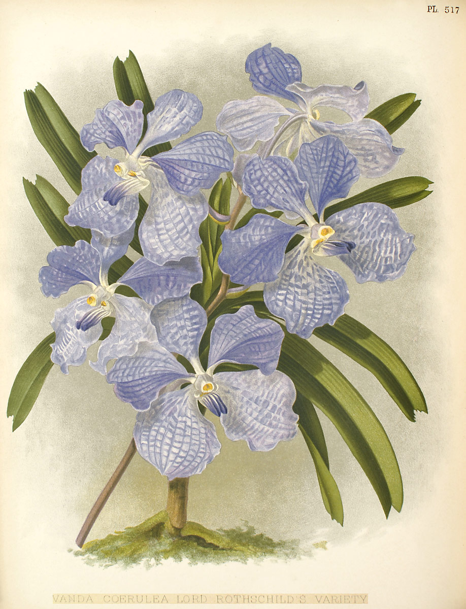 Vanda | Orchids Wiki | Fandom