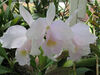 Cattleya trianae concolor