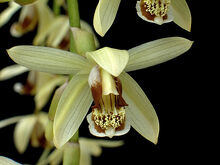 Coel. tomentosa
