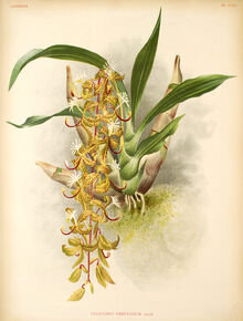 Cycnoches peruvianum plate