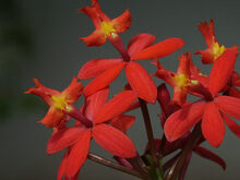 Epidendrum radicans